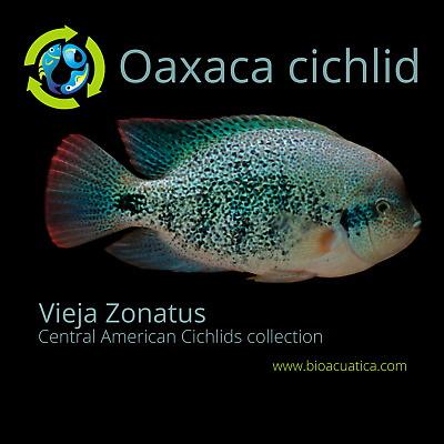 OUTSTANDING OAXACA CICHLID 1 TO 1.5 INCHES (Vieja zonatus)