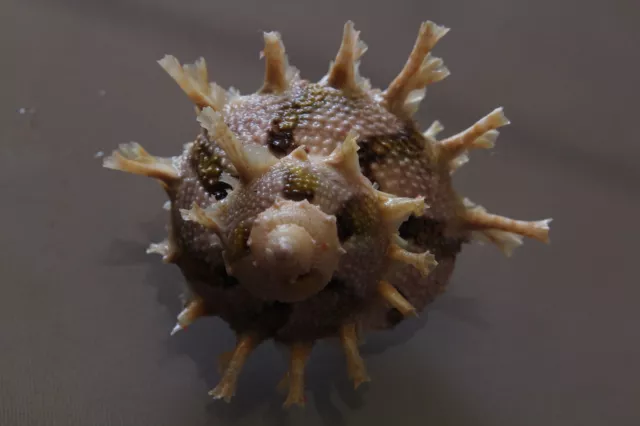 Seashells Bolma girgyllus TURBAN SNAILS 60.5mm F++ marine specimen sea snails