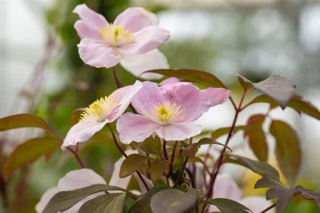 Clematis montana 'Tetrarose' 2L Eck 40-  60 Berg-Waldrebe 'Tetrarose'