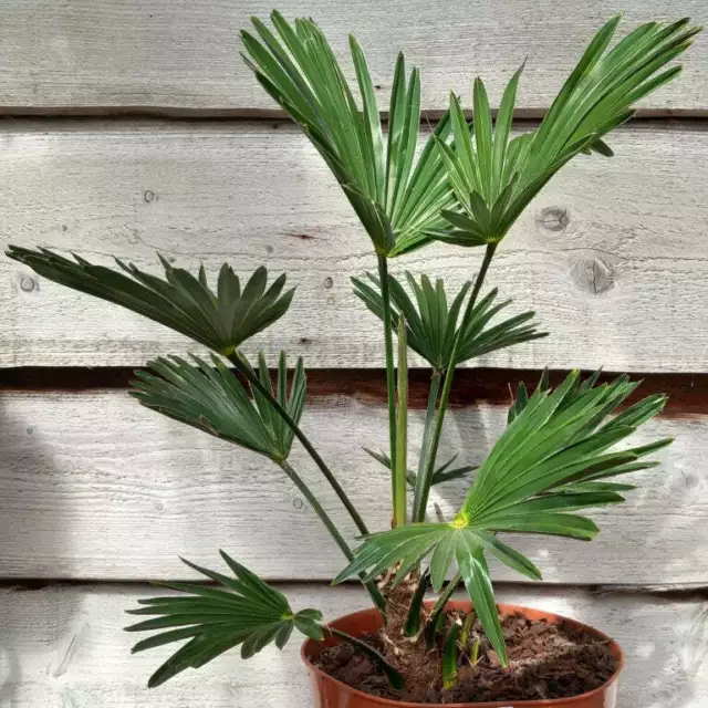 Trachycarpus wagnerianus, tallo/planta/total 10-15/40-50/60-70 cm, 7 ltr. olla