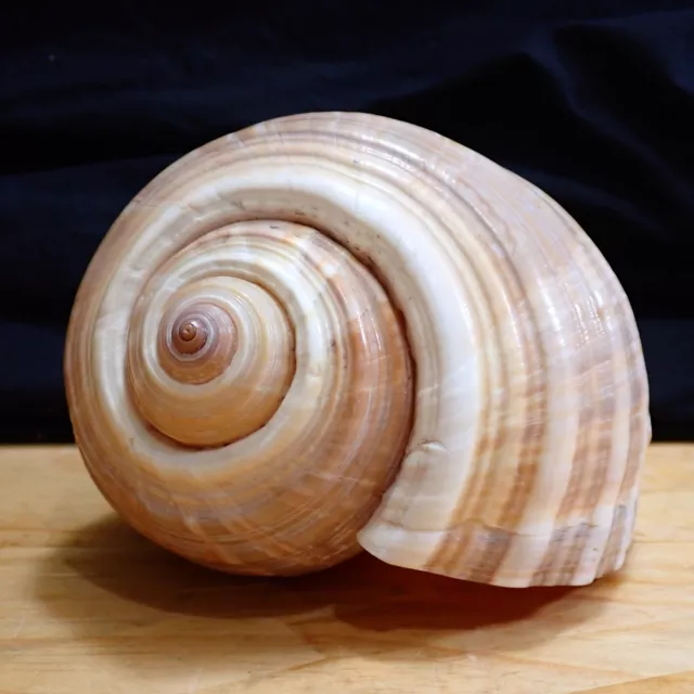 Vintage Large Sea Shell