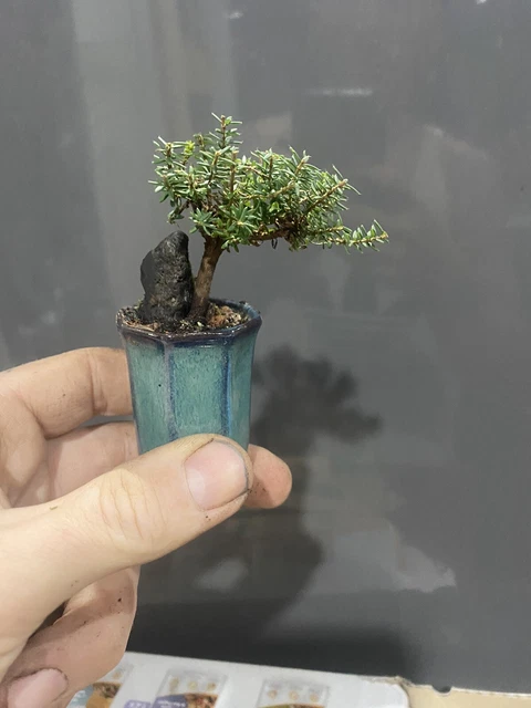 Mamé Heather Bonsai Tree In Small Bonsai Pot “summer flowering” irish orange