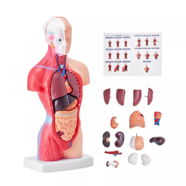 VEVOR Anatomical Human Torso Body Model Anatomy Internal Organ 11" 15 Parts