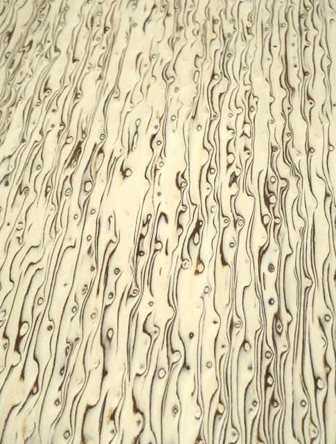 Chapa de abedul máser abedul máser SaRaiFo burl salvaje 250x63-64 cm