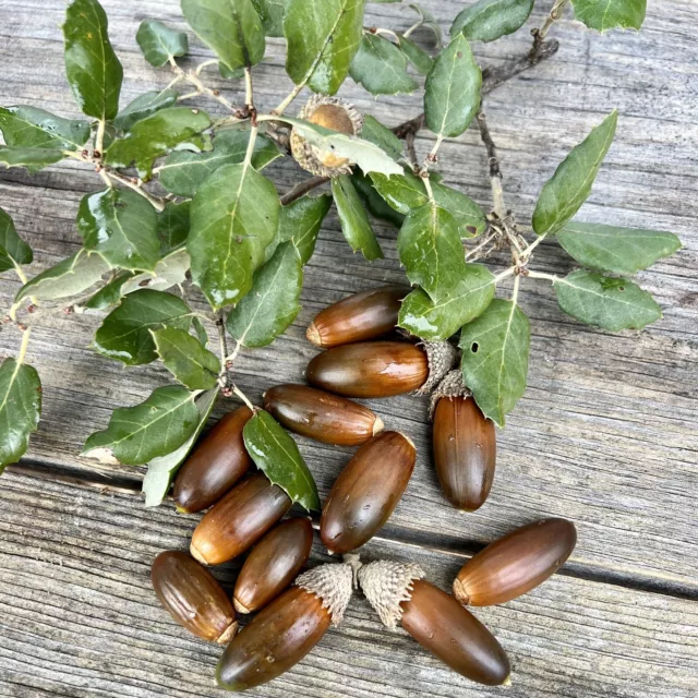 10 Frische Eicheln Quercus suber - Korkeiche Samen - Korkeicheln - Eichel