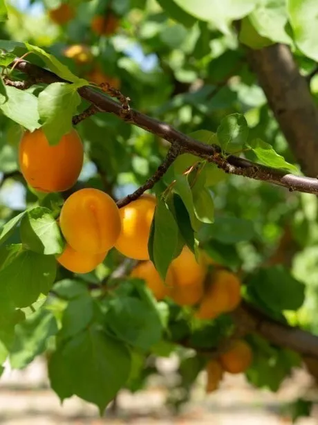 Zuckeraprikose Obstbaum Winterhart bewurzelte Jungpflanze