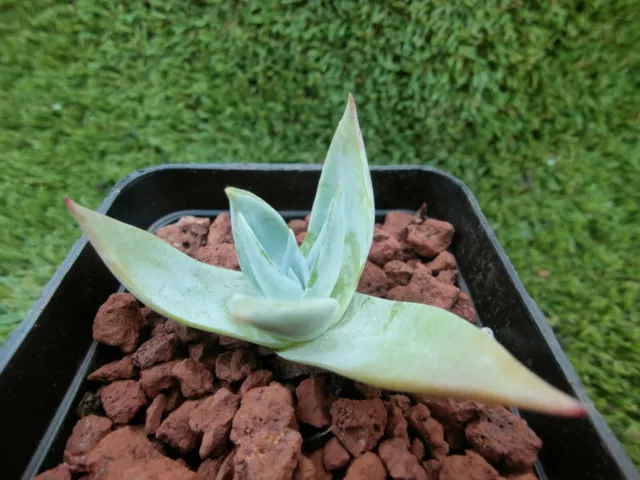 Dudleya Snow Mountain 6cm diameter,succulent 3