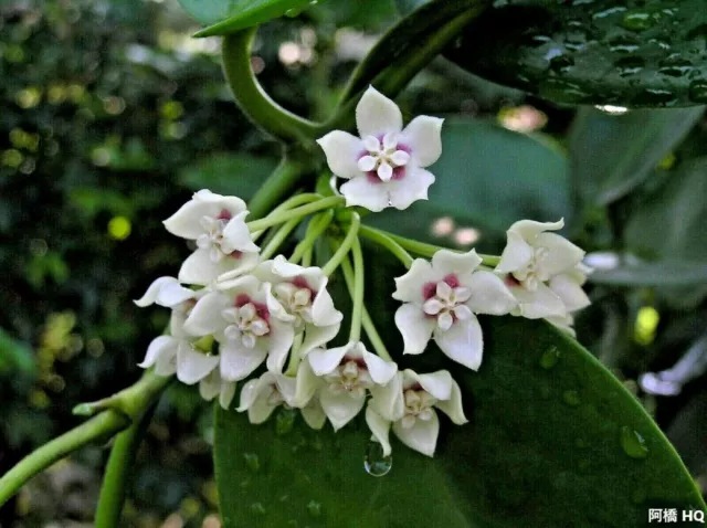 Hoya Australis - Flor de vid de cera - Planta que atrae mariposas - 3 semillas