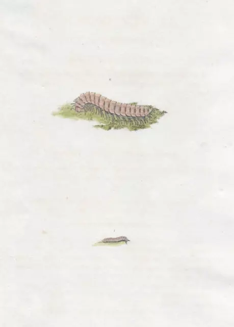 19th century Antique Insect Engraving