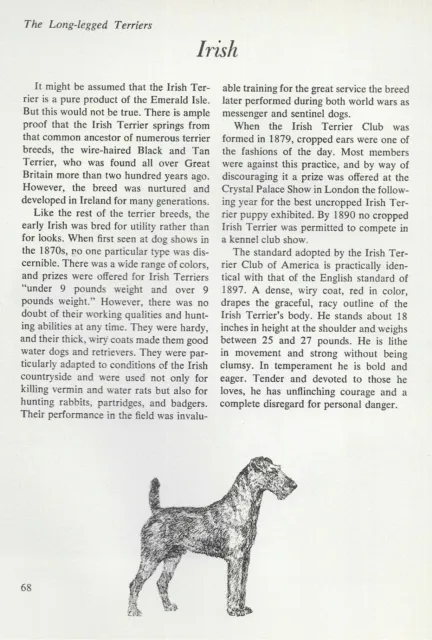 The Irish Terrier - CUSTOM MATTED - Vintage Dog Art Print - "G"