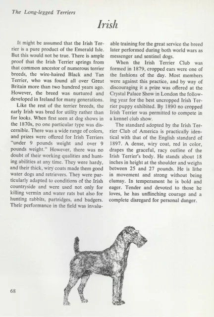 The Irish Terrier - CUSTOM MATTED - Vintage Dog Art Print - "G"