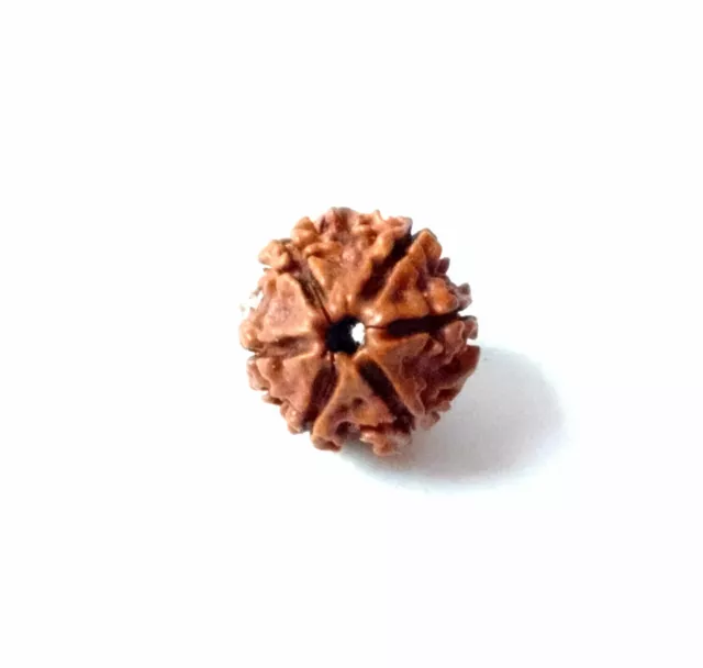 6 Mukhi Rudraksha Six Face Rudraksh Beads Népal Origine Couleur Marron