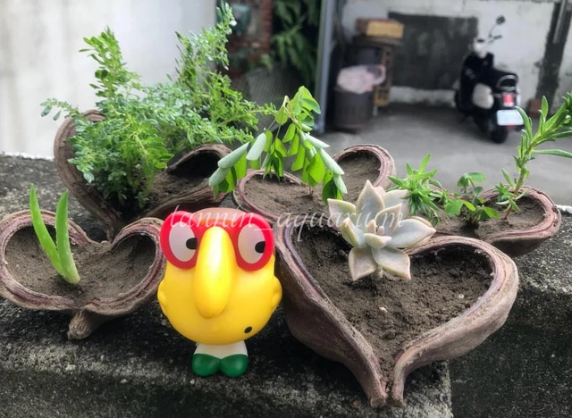 5 piezas vaina de esterculia decoración floral natural artesanías botánicos secos popurrí 10