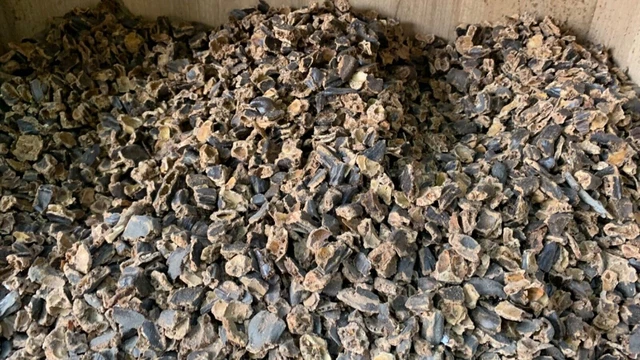 Erbe di carruba marocchina Caroubier Ceratonia siliqua Pure Natural...