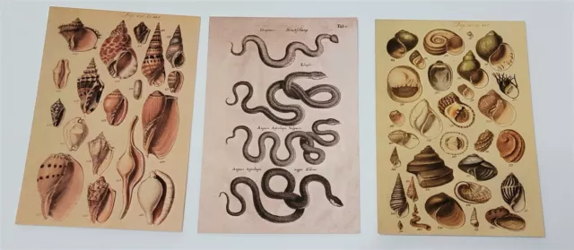 Victorian Trading 6 Asst Insect & Shell Planner Note Post Cards Frameable 28D