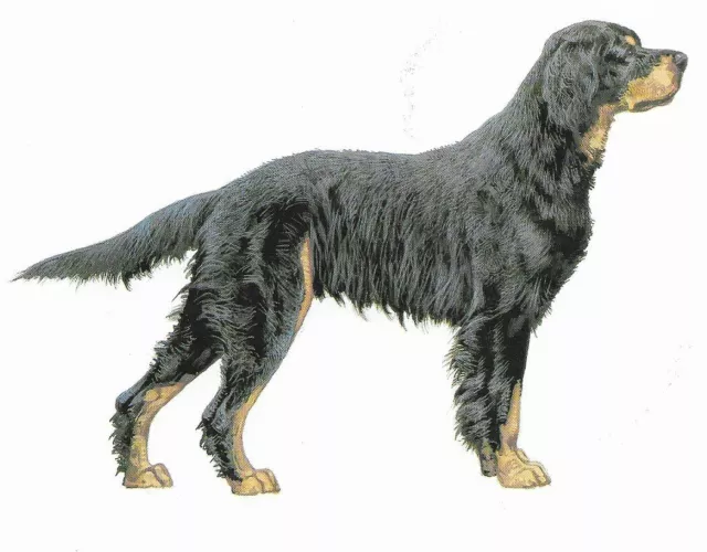 Gordon Setter - CUSTOM MATTED - 1988 Vintage Dog Art Print - Cozzaglio