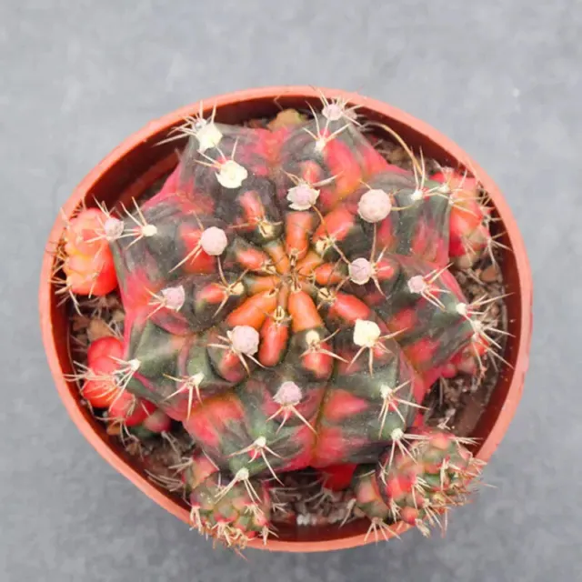 6-7cm Cactus Live Plants Gymnocalycium variegata Beautiful Cactus Garden Cactus