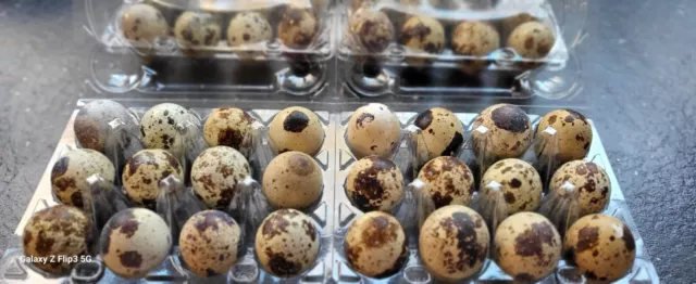 1 Dozen (12) X Coturnix quail hatching eggs. Mixed Colours.