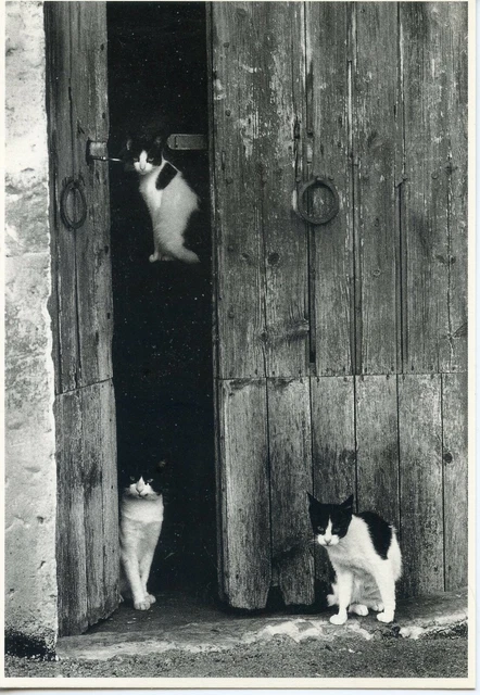 Cpsm / Carte Postale / Chat / Cat / Illustrateur // Laura Rous
