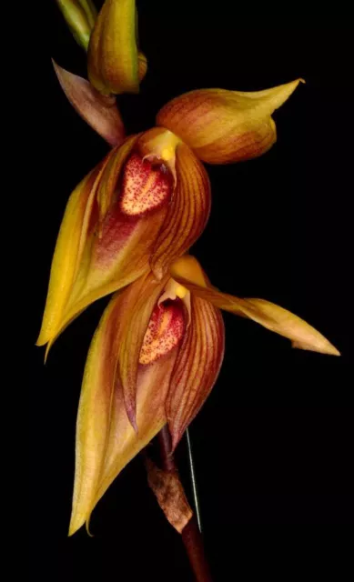 MOS. Orchid Species Bulbophyllum mandibulare