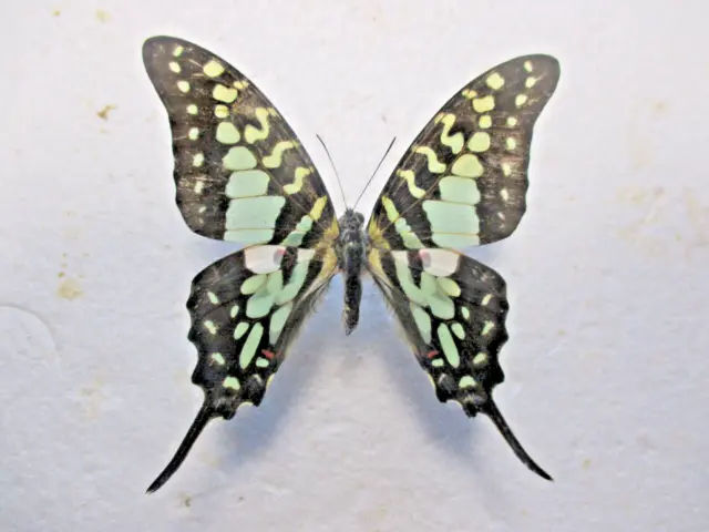 Entomologie Papilionidae Graphium antheus mâle Cameroun