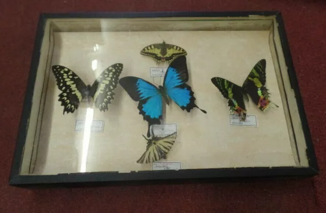 Boîtes d'entomologie, collection de papillons 2