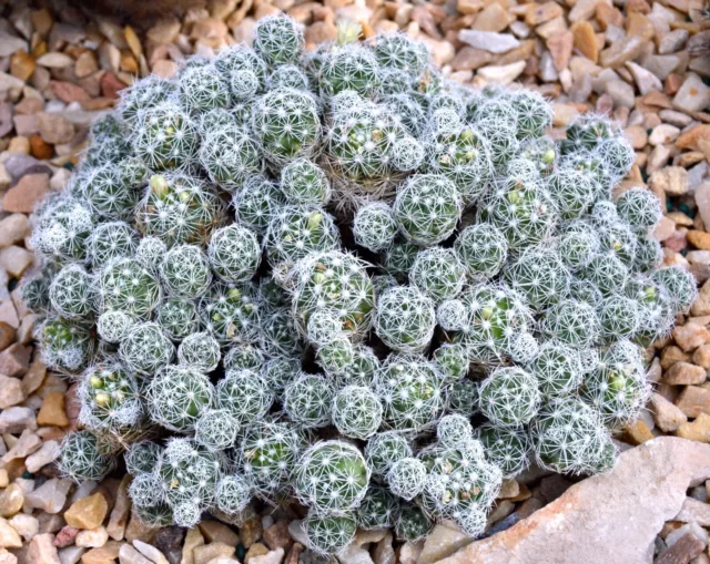 Mammillaria Gracilis (1 Plante alveolino-4x4x6)