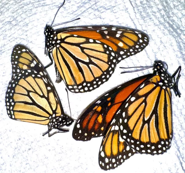 3 Monarch Butterflies - Danaus plexippus