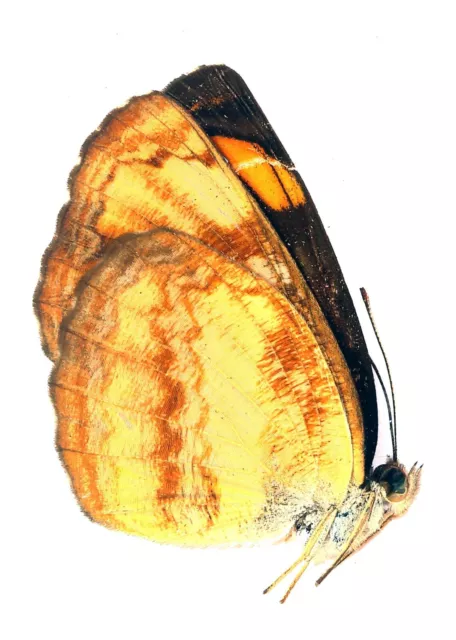 LEPIDOPTERA, NYMPHALIDAE, LIMENITIDINAE, PANTOPORIA HORDONIA from CHINA