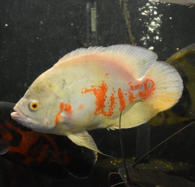 Live Albino Oscar Cichlid (6" Freshwater Aquarium Fish) *PLS READ DESCR*