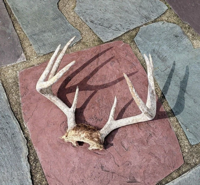 8 POINT WHITETAIL Deer Skull Plate Antler Rack Cabin Mount Taxidermy