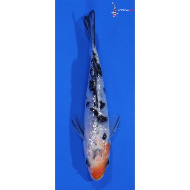 4" GIN RIN TAISHO SANKE Koi live fish standard fin nextdaykoi NDK