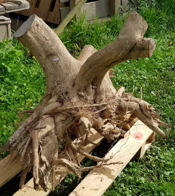 Buchsbaum mit Wurzeln Holz SELTEN ca. 75 Jahre ca. 50 cm abgelagert