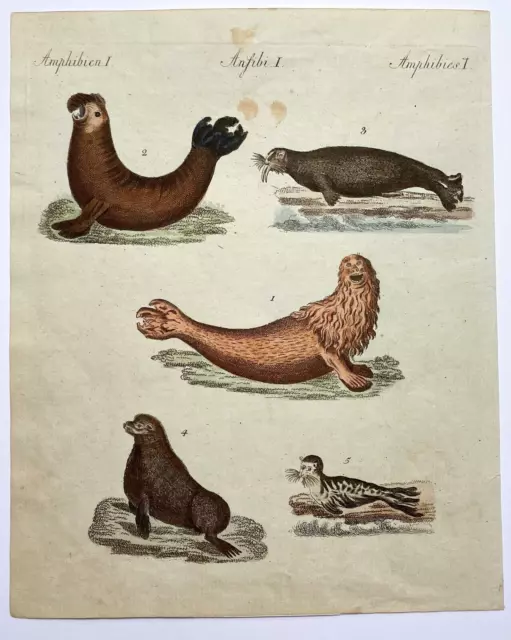 Seelöwe - Seehund - Walross -Orig.-Kupferstich, altkoloriert - Bertuch - um 1800