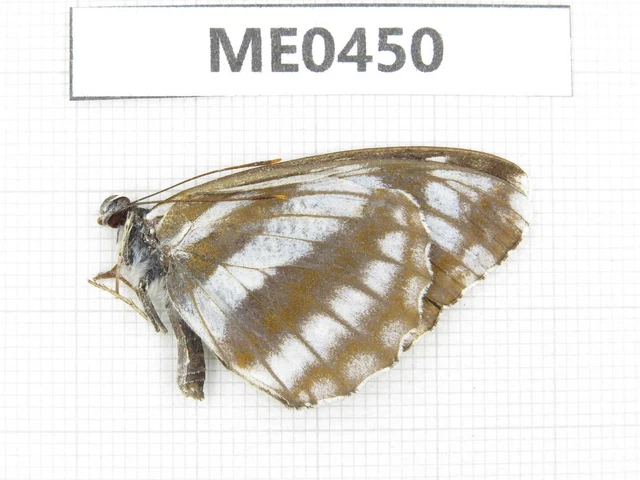 Butterfly. Neptis alwina. Gansu, Lanzhou, Mt.Xinglongshan. 1M. ME0450.