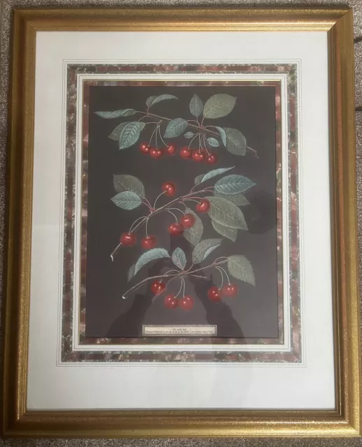 Cherries by Author George Brookshaw Vintage Fruit Framed - Plate XII - 1st 1806