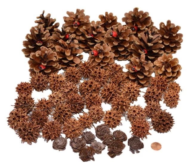 Muwse Deko Zapfen Set (70 teilig) Natur trocken sauber Weihnachts- Adventdeko