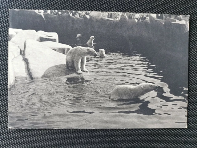 CPA 75 PARIS - Bois de Vincennes Zoological Park - Le Bassin des Bears Blancs
