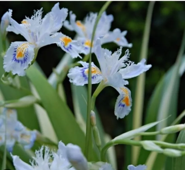 Iris Tectorum Variagata/Chinese Roof Iris Hardy Perennial Plant Dug To Order LRG