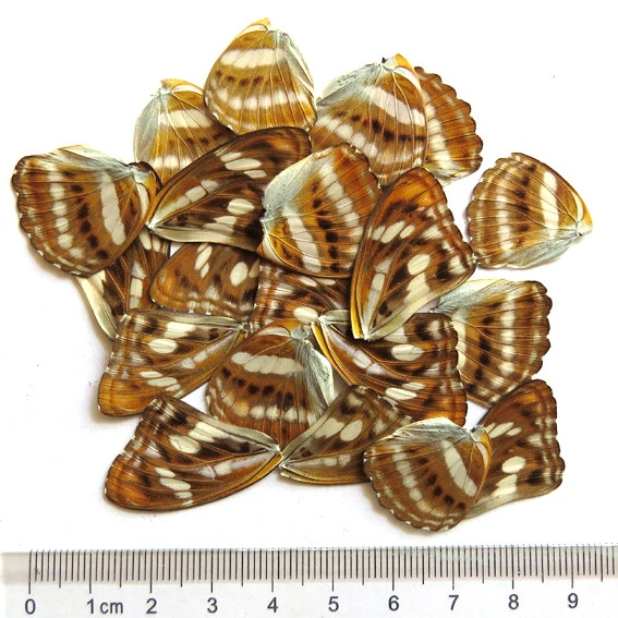 GIFT 20 pcs REAL BUTTERFLY wing material  DIY artwork jewelry  #49_B