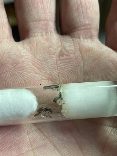 Queen ant (reptile feeder insects) Aphaenogaster Occidentallis Eggs And Workers