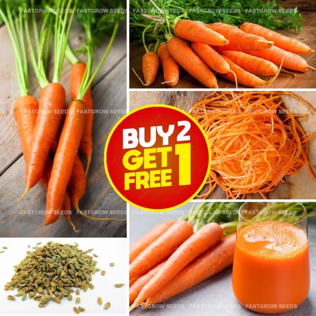 50 Carrot Seeds Organic la zanahoria Seeds Carota, Carotte Seeds for your Garden