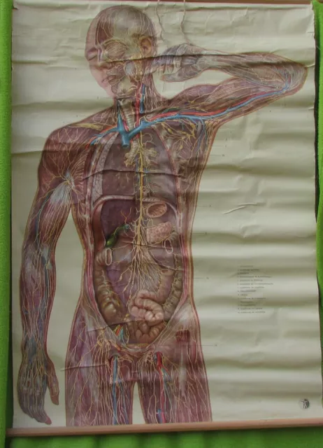 Alte Rollkarte Anatomie Mensch Lymphknoten vintage 50er Jahre