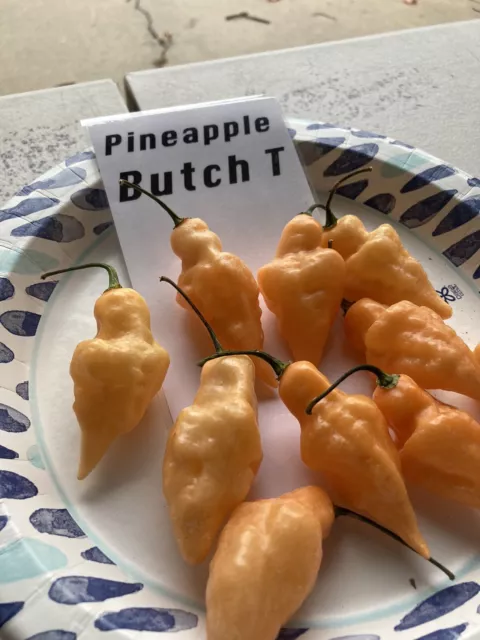 Pineapple Butch T Hot Pepper Seeds 15+ Per Pack