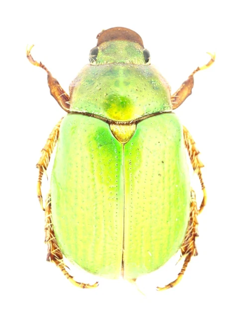 標本 Yunnan China Necydalis s.p 23mm Beetles, Insects & Butterflies, Animals, Collectibles - PicClick CA