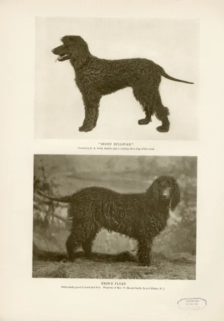 Irish Water Spaniel Named Dogs Original Antique Dog Print Page From 1906