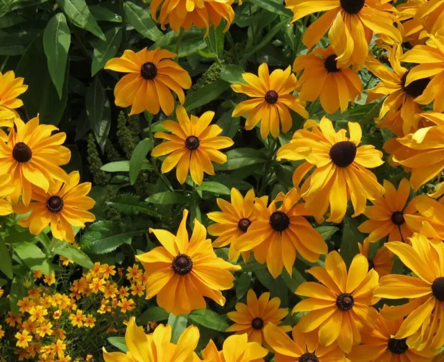 Blumensamen Saatgut Sonnenhut Rudbeckia hirta Wildblumen Garten Sommer  1