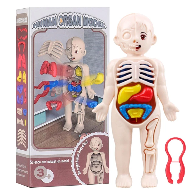 HUMAN BODY 3D Puzzle Learning Organ Educational Anatomy Model Toy For