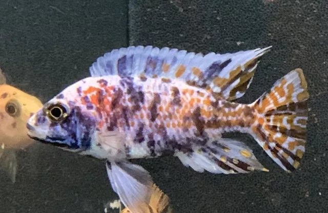 X6 Assorted Ob Peacock  African Malawi Cichlid Tropical Fish 4-5cm Unsexed