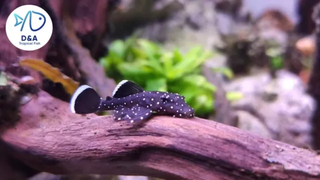 1 L183 STARLIGHT PLECO (Size 2.5+ cm / 1+ inch) - High Quality Pleco Live Fish 3